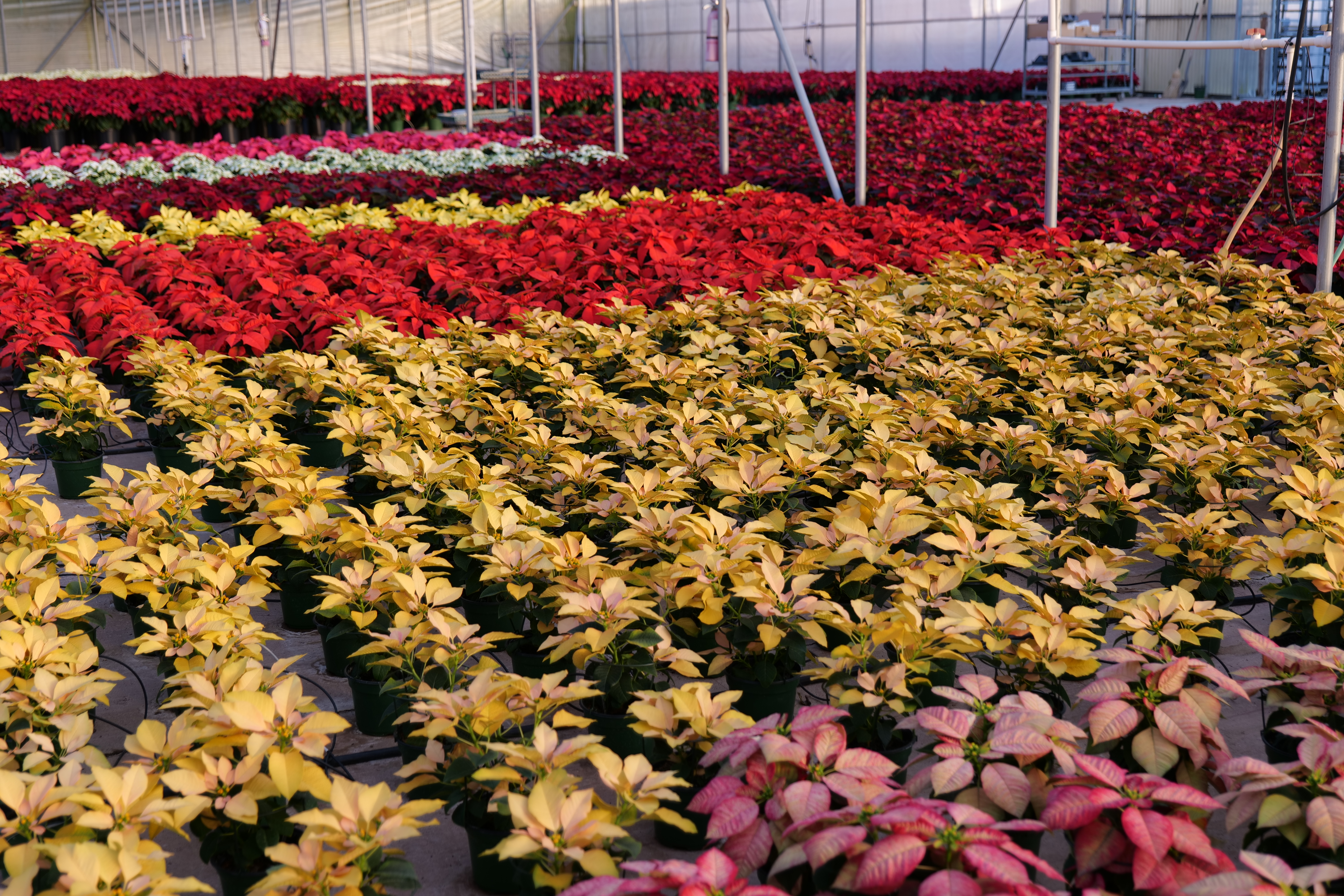 Poinsettias bring color to the holiday season
